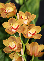 Orange Cymbidium orchids 3