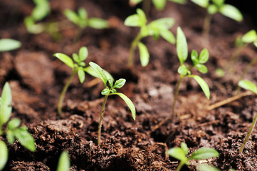 sprout of tomato