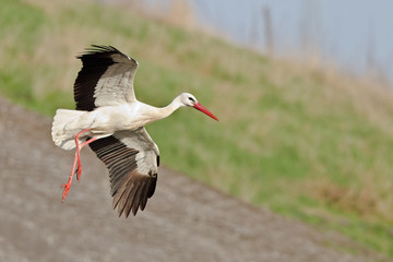 Landender Storch