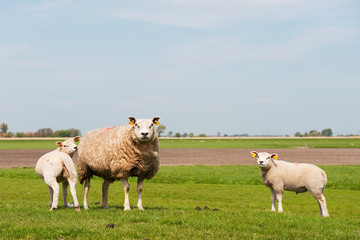 Obraz na płótnie Canvas Sheep with lambs