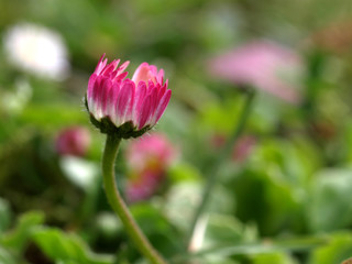 Kleines G&auml;nsebl&uuml;mchen