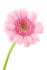 Pink Gerber