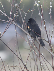 Red-winged blackbird.