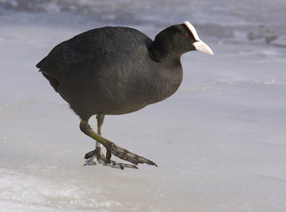 Common Coot