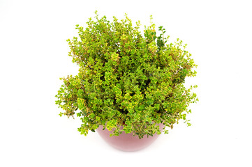 Obraz premium Lemon Thyme herb in pot