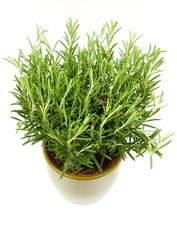 Rosemary plant and pot