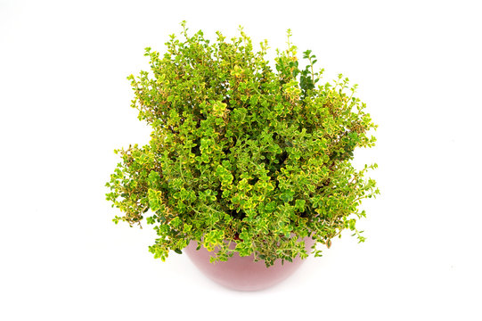 Lemon Thyme herb in pot