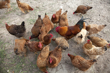 Chicken
