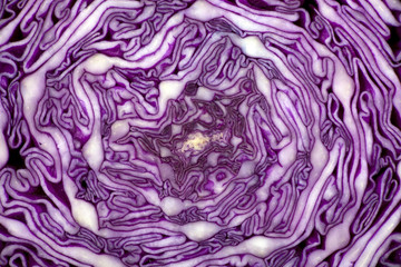 Obraz premium Red Cabbage