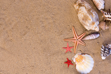 starfish, seashells