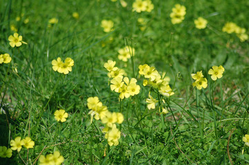 bel prato di fiori gialli