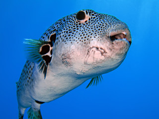 Starry Puffer Fish