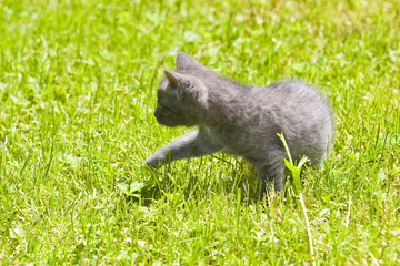 Gray kitten