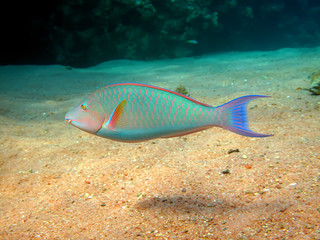 Indian longnose parrotfish