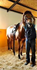 horse in a stable