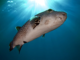Starry Puffer Fish © lilithlita