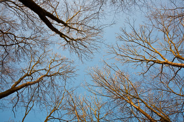crown of trees with clear blue sky and harmonic branch structure