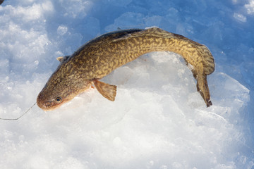 Freshly caught burbot (Lota lota)