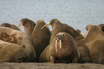 Walruses in the High Arctic around Svalbard - 21741064