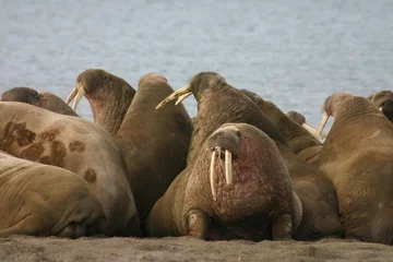 Crédence de cuisine en verre imprimé Cercle polaire Walruses in the High Arctic around Svalbard