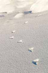 Fototapeta na wymiar utworów w rakietach śnieżnych zając na śniegu