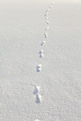 coyote tracks in the snow