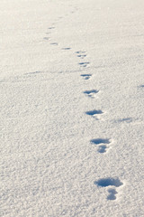 snowshoe hare tracks in the snow
