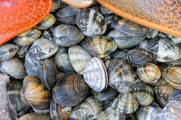 seashell