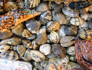 seashell