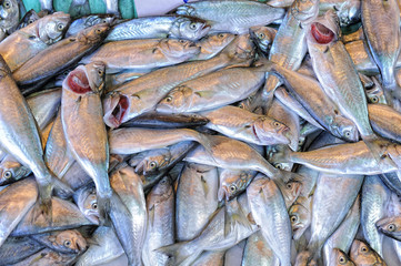 pile of fish
