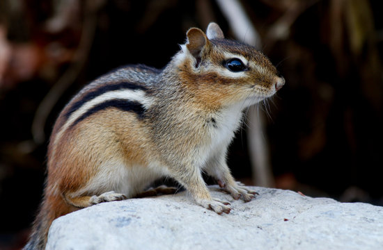 &Eacute;cureuil - Eastern chipmunk (Tamias striatus)