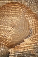 Cross section of old tree with annual rings