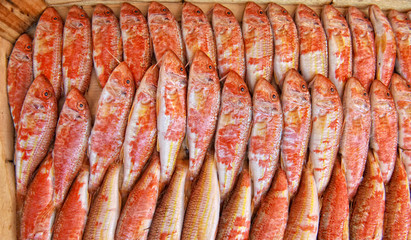 pile of fish