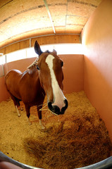 horse in satble