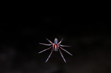 spider
