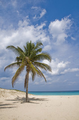 Obraz na płótnie Canvas Palm in Wind on a Sandy Beach
