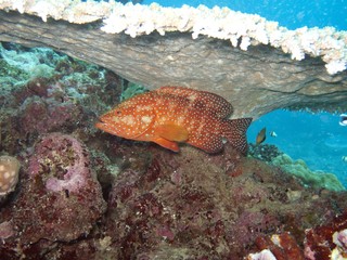 Coral Grouper