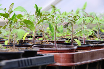 Tomatenpflanze im Gewächshaus - tomato plant in glass house 01