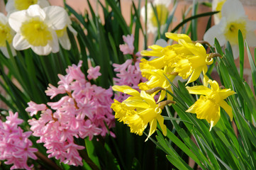 Obraz premium Osterglocke und Hyazinthe - daffodil and hyacinth 08