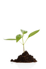 Young plant