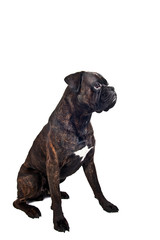 Brindle boxer dog sitting in studio