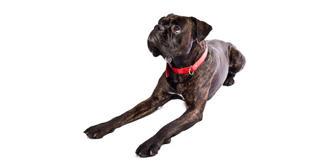 Very hungry dog with ballons