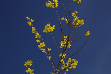 Forsythien