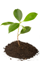 Young green plant on a white background