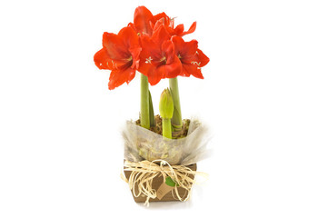 red flower pot shop vase gift 