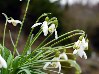 Schneeglöckchen Frühling