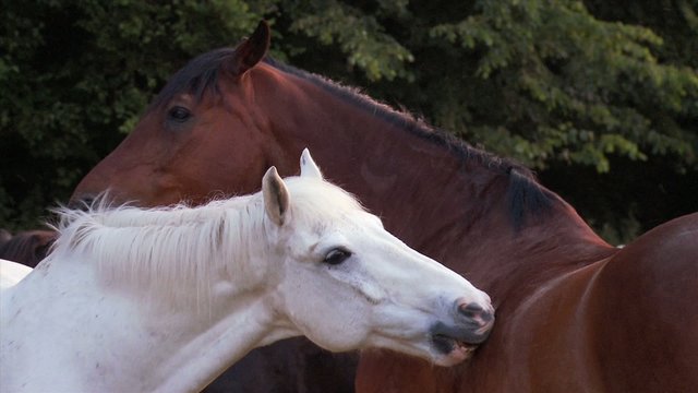 Pferde knabbern interracial schmusen Freundschaft