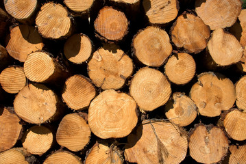 Pine Logs