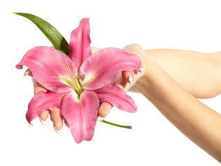 Pink lily in the hand