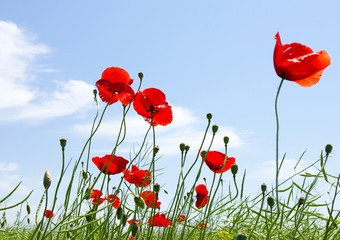 Obraz premium czerwony mak